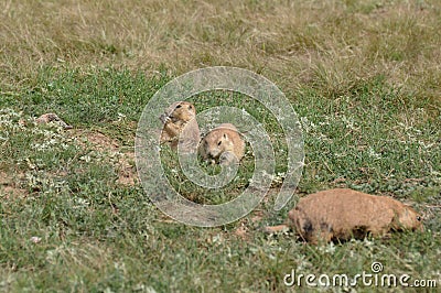 Prairie dogs, Devils Tower National Monument, Wyoming, USA Stock Photo