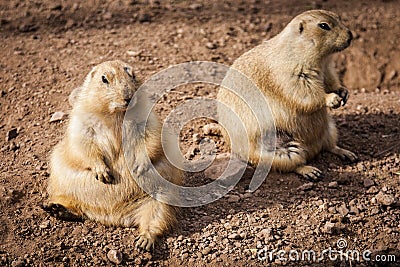 Prairie dogs on ground Stock Photo