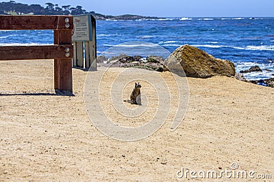 Prairie Dogs, 17 miles Drive, California Stock Photo