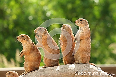 Prairie dogs on rock Stock Photo