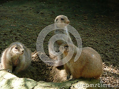 Prairie dogs, San Antonio Zoo Stock Photo