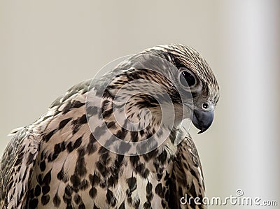 Prairie Falcon Falco Mexicanus closeup Stock Photo