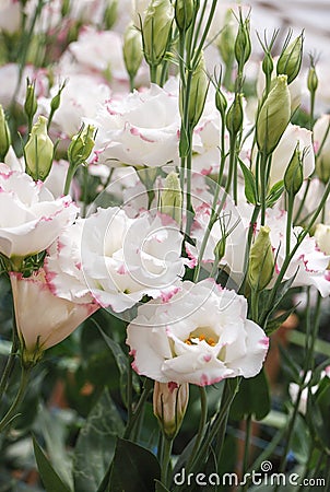 Prairie gentian, Eustoma, Lisianthus. White flower with pink rim Stock Photo