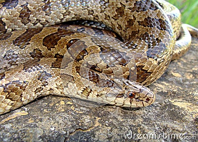 Prairie Kingsnake, Lampropeltis calligaster Stock Photo