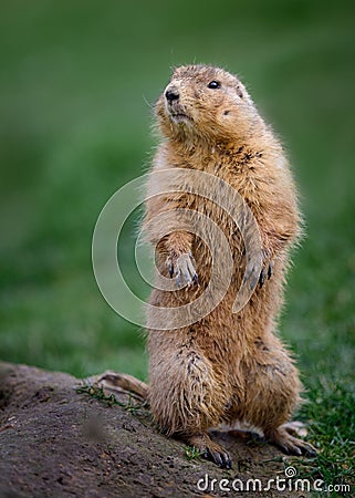 Prairie Marmot on Lookout Stock Photo