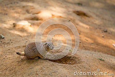 Prairie Marmot Stock Photo