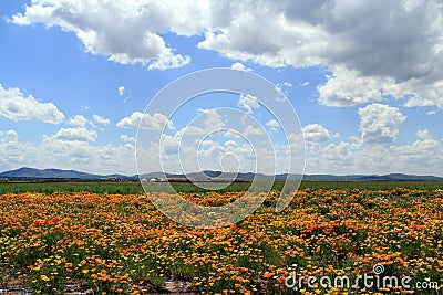 Prairie View on a sunny day Stock Photo