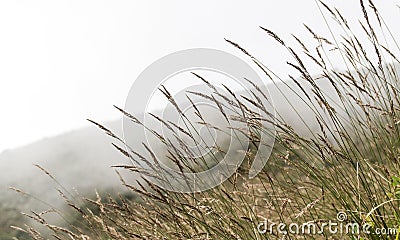 Prairie Stock Photo