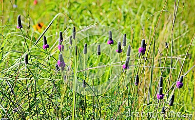 Prairie Wild Flower Abstract Stock Photo