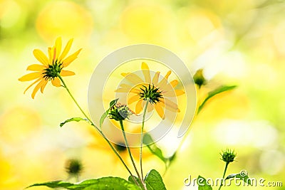 Prairie Wildflowers Stock Photo