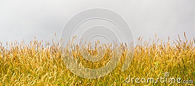 Prairie Stock Photo