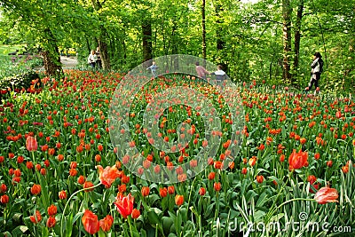 Pralormo, Piedmont, Italy. -04-25-2009- Messer Tulipano gardening exhibition with spring tulips blooming at Pralormo Castle Editorial Stock Photo