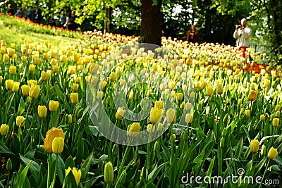 Pralormo, Piedmont, Italy. -04-25-2009- Messer Tulipano gardening exhibition with spring tulips blooming at Pralormo Castle Editorial Stock Photo