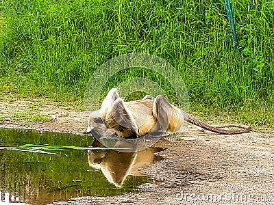 Monkey drinking water on hill station Stock Photo