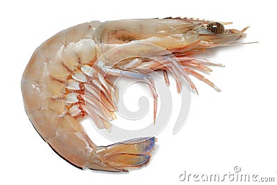 Prawn Stock Photo