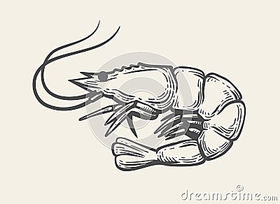 Prawn or Shrimp vector Vector Illustration