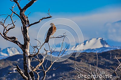 Pray bird in Parque Nacional Torres del Paine, Chile Stock Photo