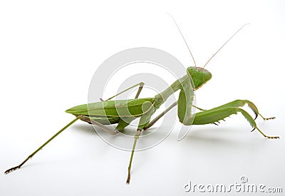 Pray mantis Stock Photo
