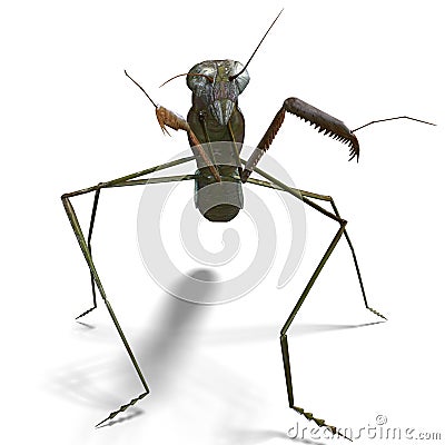 Praying mantis Stock Photo