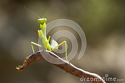 Praying mantis. Stock Photo