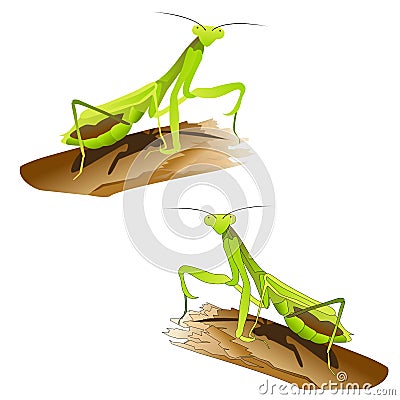 Praying mantis Vector Illustration