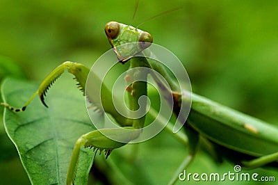 Praying Mantis Stock Photo