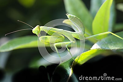 Praying Mantis Stock Photo