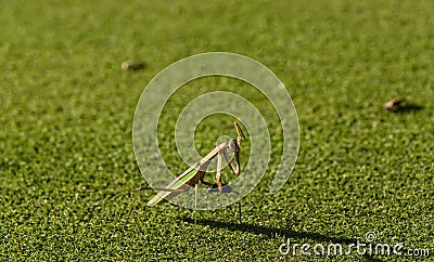 Praying Mantis with Cockroach Stock Photo