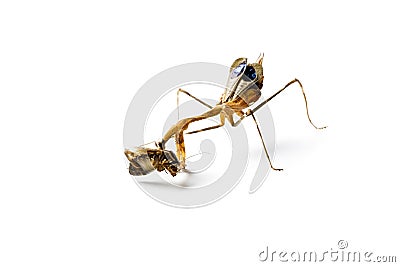 Praying mantis and cockroach Stock Photo