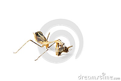 Praying mantis and cockroach Stock Photo