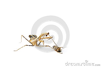 Praying mantis and cockroach Stock Photo