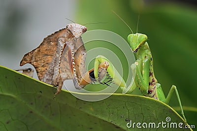 Praying mantis Stock Photo