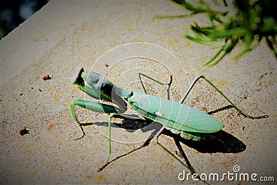 Praying mantis on concrete wall Stock Photo