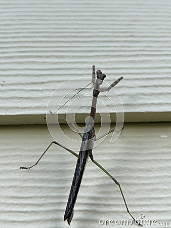 Praying mantis. Stock Photo