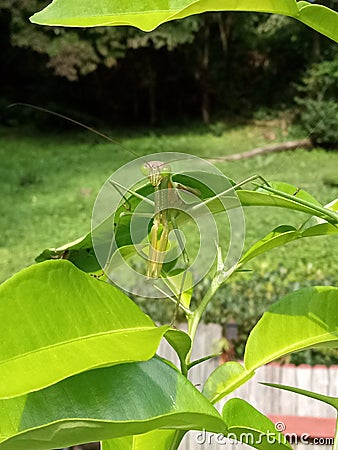 Praying Mantis Dancing Around a NC Plant Stock Photo