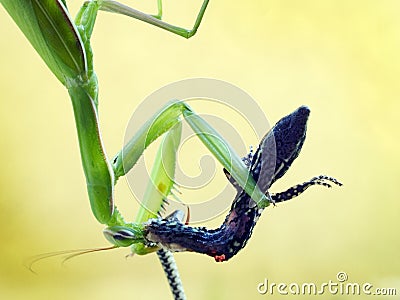 Praying mantis eating a wall lizard Stock Photo