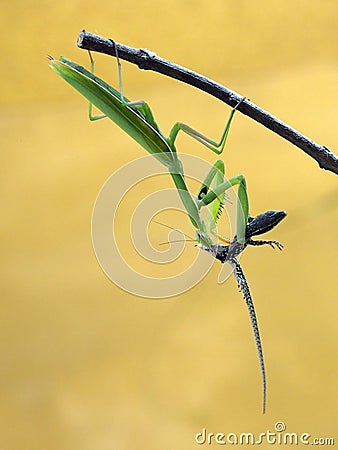 Praying mantis eating a wall lizard Stock Photo