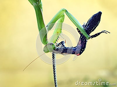 Praying mantis eating a wall lizard Stock Photo