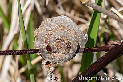 Praying mantis eggs nest or pods Stock Photo