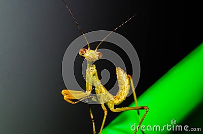 Praying Mantis glamorous pose Stock Photo