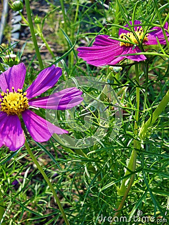 Praying Mantis Hiding by a Cosmo Flower Stock Photo