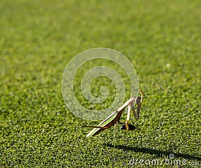 Praying Mantis Insect on Green Grass Stock Photo