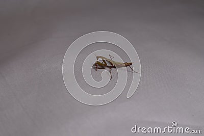 Praying mantis isolated praying mantis on white background close up of praying mantis closeup praying mantis insects, insect, bug, Stock Photo