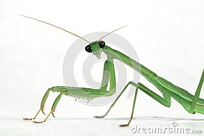 Praying Mantis Stock Photo