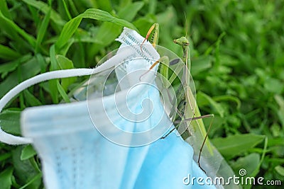 Praying mantis living on discarded medical face mask Waste pollution.Contaminated habitat,COVID19 trash Stock Photo