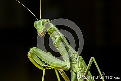 A praying mantis macro portrait Stock Photo