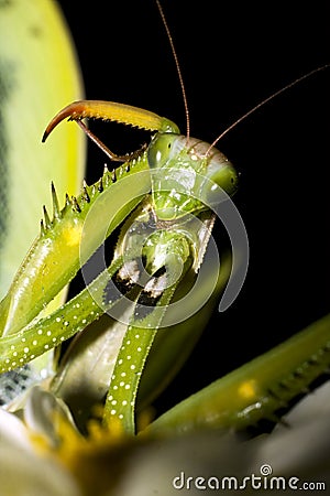 Praying mantis / Mantis religiosa Stock Photo