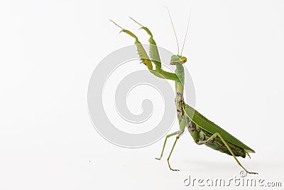 Praying mantis Mantis religiosa isolated on white Stock Photo
