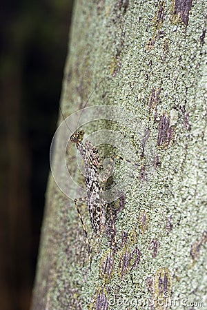 Praying mantis mimicked as lichen Stock Photo