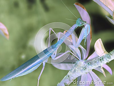 Praying Mantis in Negative Image Stock Photo